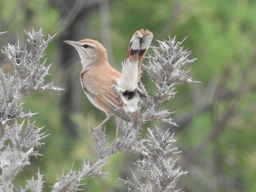 Rufous-tailed Scrub-Robin