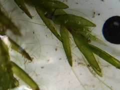 Fontinalis novae-angliae