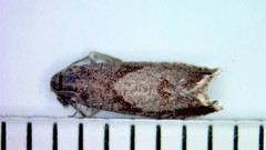 Dichrorampha sedatana