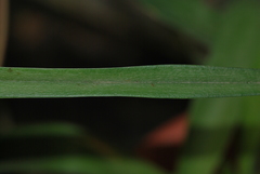 Trichopilia subulata