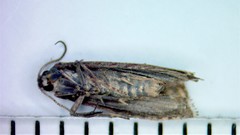 Dichrorampha sedatana