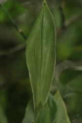 Kefersteinia ocellata