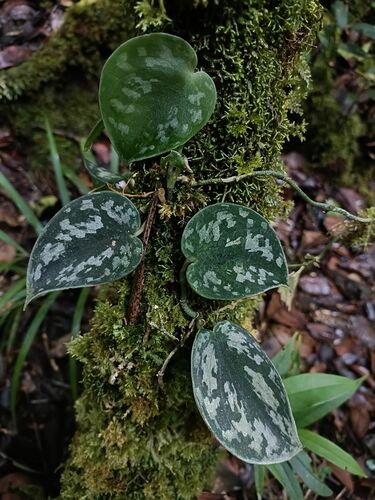 satin pothos