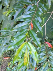 Lafoensia acuminata