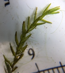 Fontinalis novae-angliae