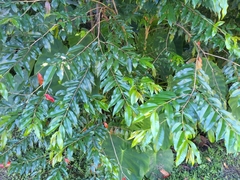 Lafoensia acuminata
