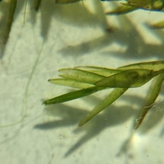 Fontinalis novae-angliae