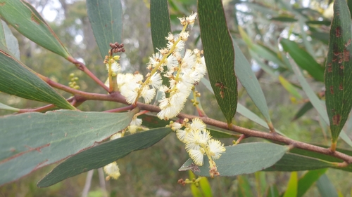 Image of Acacia obtusifolia by (c) Andrew Thornhill, some rights reserved (CC BY)