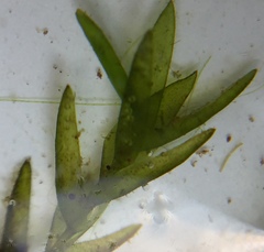 Fontinalis novae-angliae