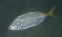 Brownback Trevally photo 3