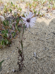 Symphyotrichum yukonense