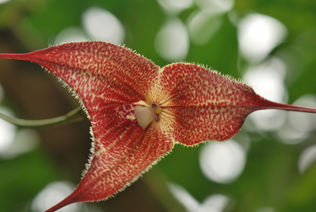 Dracula wallisii
