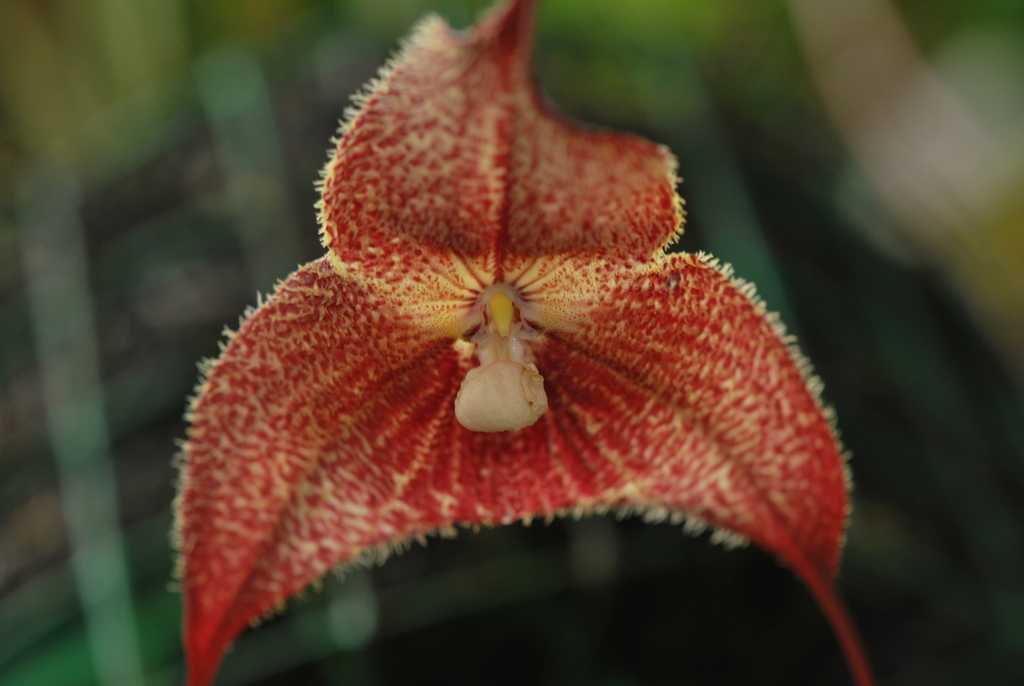 Dracula wallisii (Rchb.f.) Luer 4