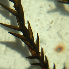 Fontinalis novae-angliae