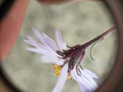 Symphyotrichum yukonense