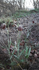 Fritillaria montana