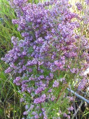 Erica williamsiorum