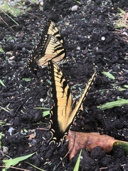 Papilio glaucus