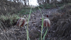 Fritillaria montana