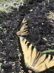 Papilio glaucus