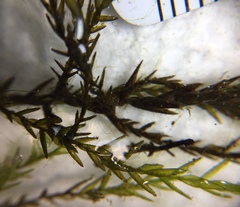 Fontinalis novae-angliae