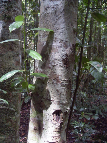 Apodytes brachystylis observed 2010-10-07