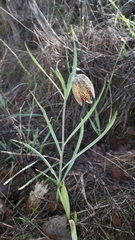 Fritillaria montana