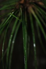 Lemeltonia narthecioides