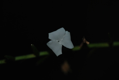 Lemeltonia narthecioides