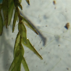 Fontinalis novae-angliae