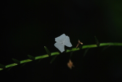 Lemeltonia narthecioides