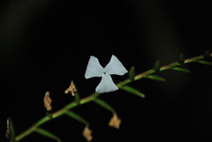 Lemeltonia narthecioides