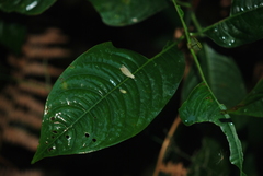 Palicourea caerulea