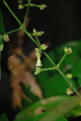 Palicourea caerulea