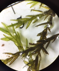 Fontinalis novae-angliae