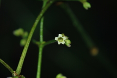 Palicourea caerulea