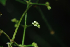 Palicourea caerulea