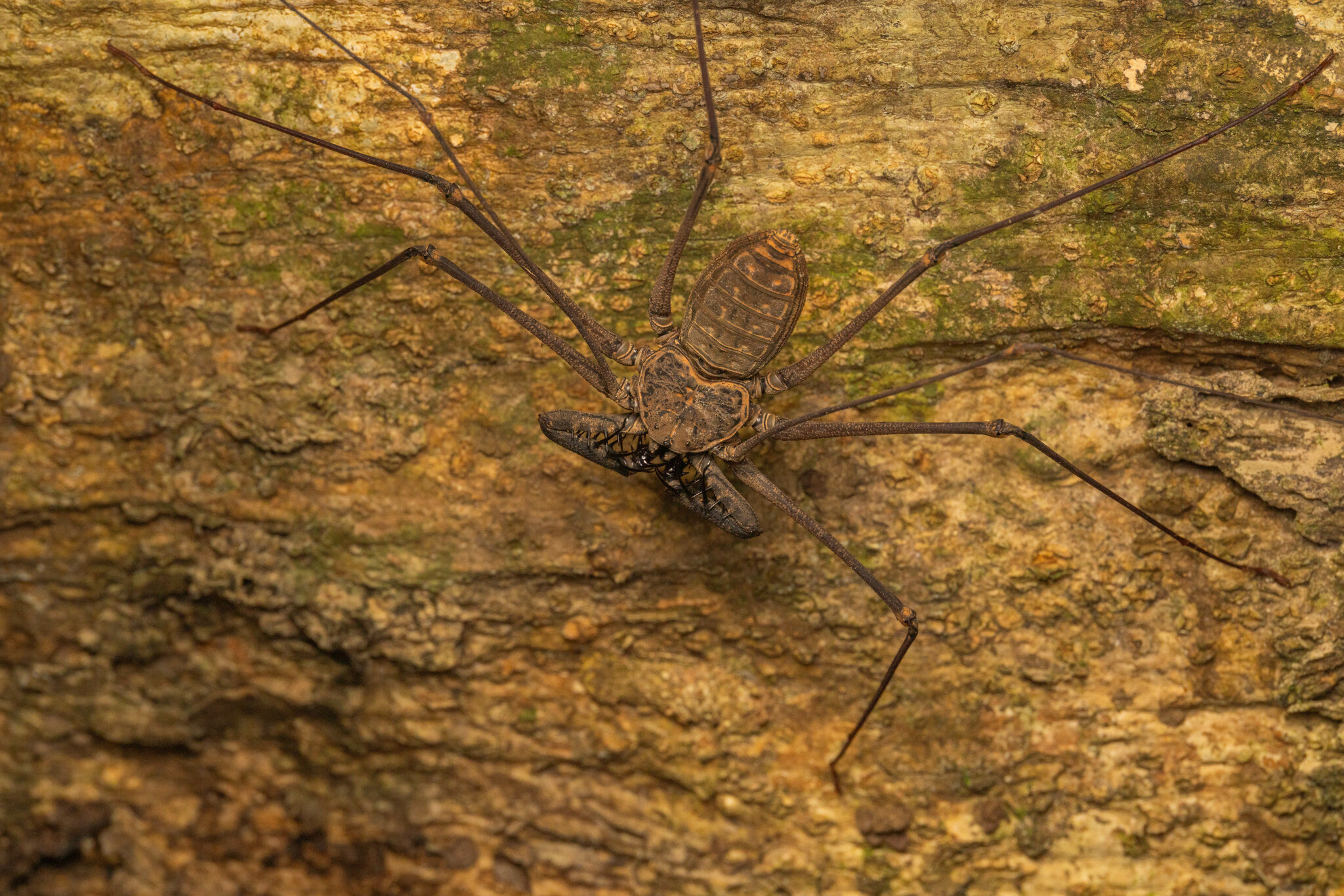 Heterophrynus batesii (Butler, 1873)