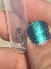 Habroscelimorpha dorsalis