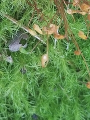 Leptobryum pyriforme