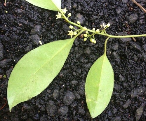 Apodytes brachystylis observed 2015-11-24