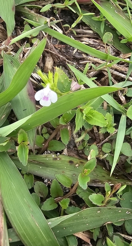Fringed lindernia