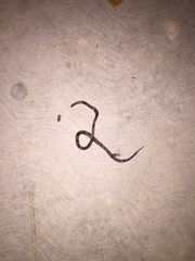 Geophis semidoliatus