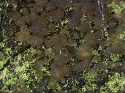 Representative image of Cerinomyces