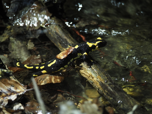Feuersalamander