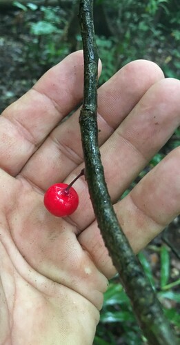 Ardisia pachyrrhachis, 2018-01-20