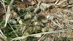 Tetrao urogallus