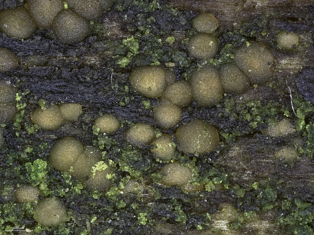 Unilacrymaceae