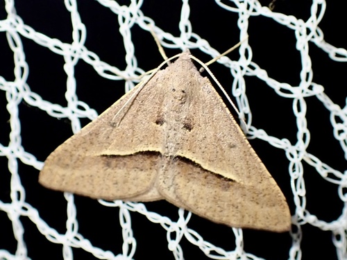 Delta Geometrid