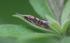 Agraylea